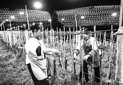 在貴州省安順市鎮寧布依族苗族自治縣良田鎮壩草村火龍果種植基地，工作人員捆綁固定火龍果植株，為火龍果補光增產。新華社記者 陶亮攝