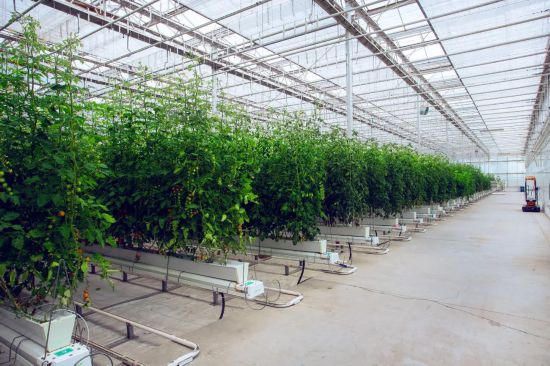 “植物工廠”內生長的小番茄