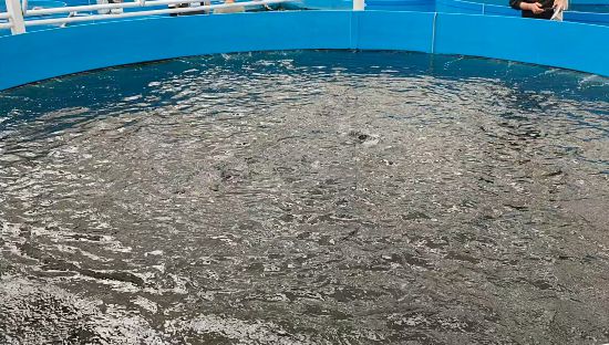 卓遠農業的溫泉水產養殖池。鄭智文攝