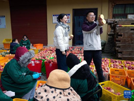 11月20日，在南新鎮安鄉村，工作人員通過網絡直播銷售蘋果。