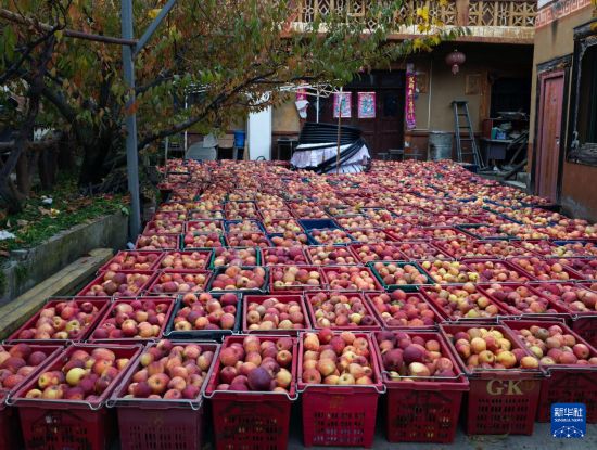 11月20日在南新鎮安鄉村拍攝的等待運輸的蘋果。