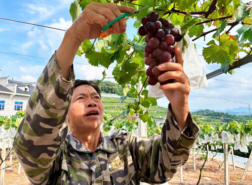 8月2日，在冷水江市鐸山鎮眉山村，謝桂民正在採摘葡萄。新華社記者謝奔 攝