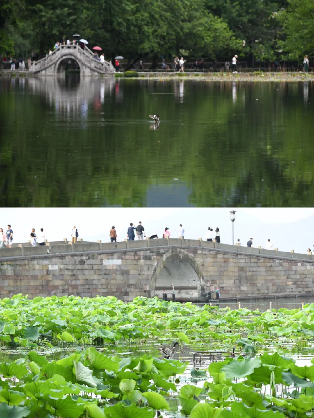 拼版图片：上图为5月31日拍摄的安徽省黄山市宏村风景（新华社记者 张端 摄）；下图为6月4日拍摄的浙江省杭州市西湖风景（新华社记者 黄宗治 摄）