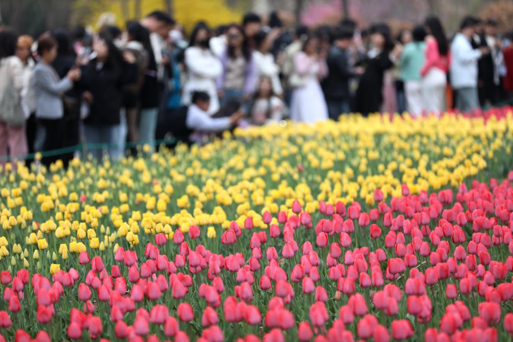 2024年4月5日，游客在河北滄州名人植物園內賞花游玩。新華社發（周洋攝）