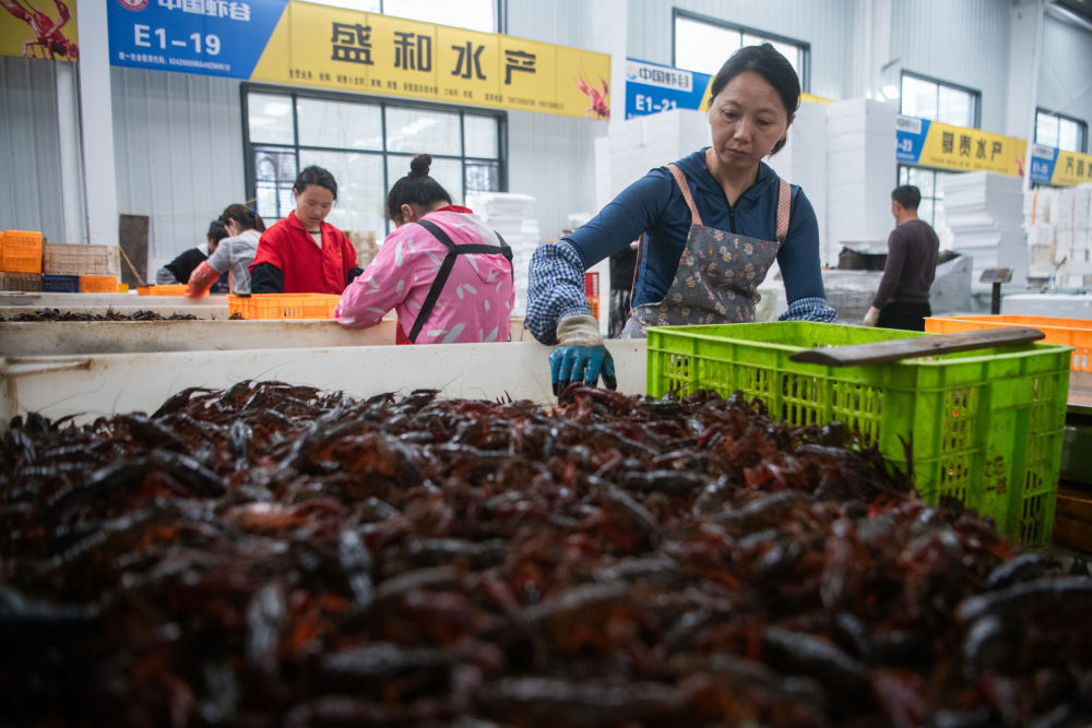 2024年4月30日，在位於湖北省潛江市的中國小龍蝦交易中心，工作人員分揀小龍蝦。新華社記者 伍志尊 攝