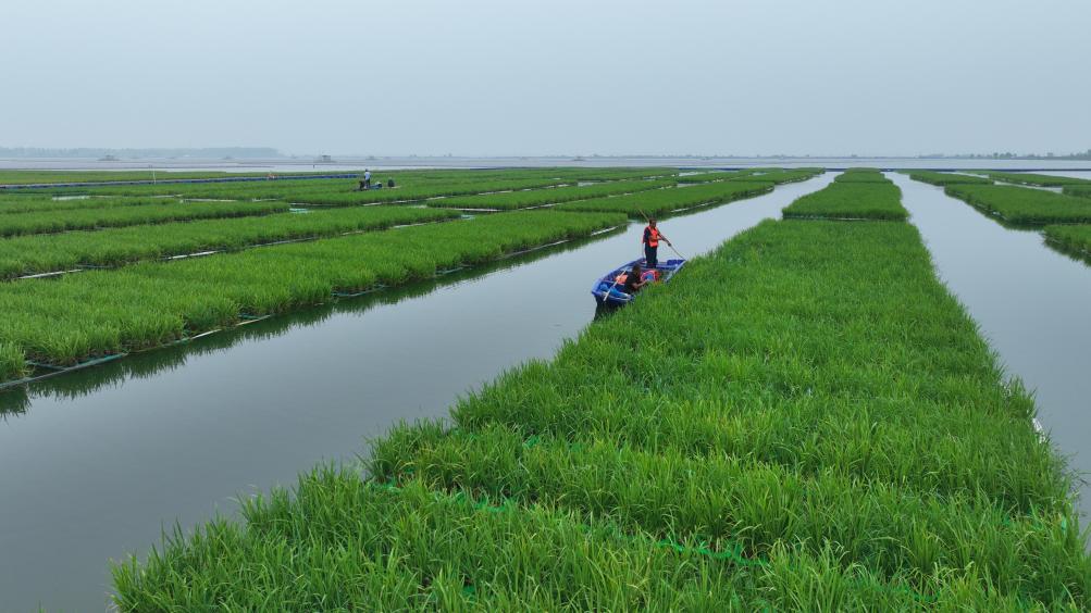 M6米乐官网中国成功在大型煤田沉陷区上种植水稻(图2)