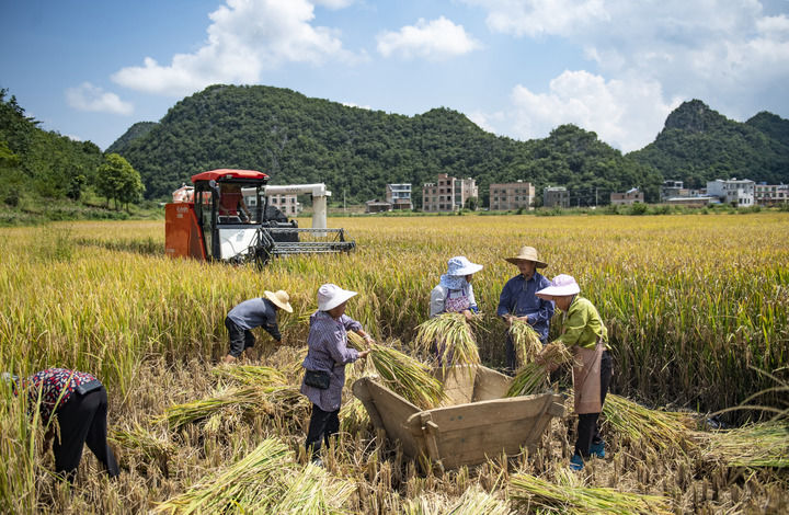 在雲南省文山壯族苗族自治州廣南縣八寶鎮坡現村，村民在收割稻谷（2024年9月7日攝）。新華社發（熊平祥攝）