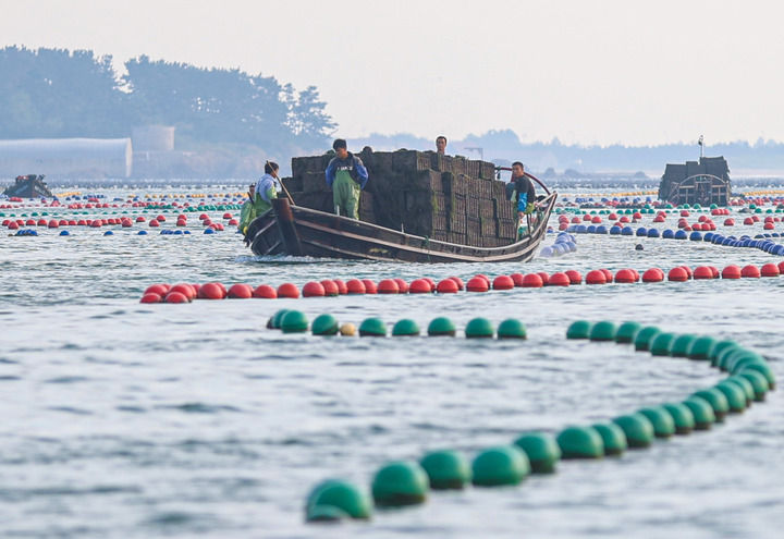 在山東省榮成市愛倫灣海域，鮑魚養殖戶駕駛滿載鮑魚的漁船返回（2024年9月11日攝）。新華社發（李信君攝）