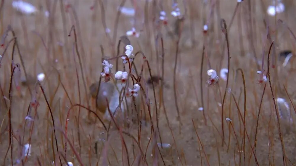深淵海溝最深處發現繁盛的化能合成生物群落。圖片來源：國家自然科學基金委員會